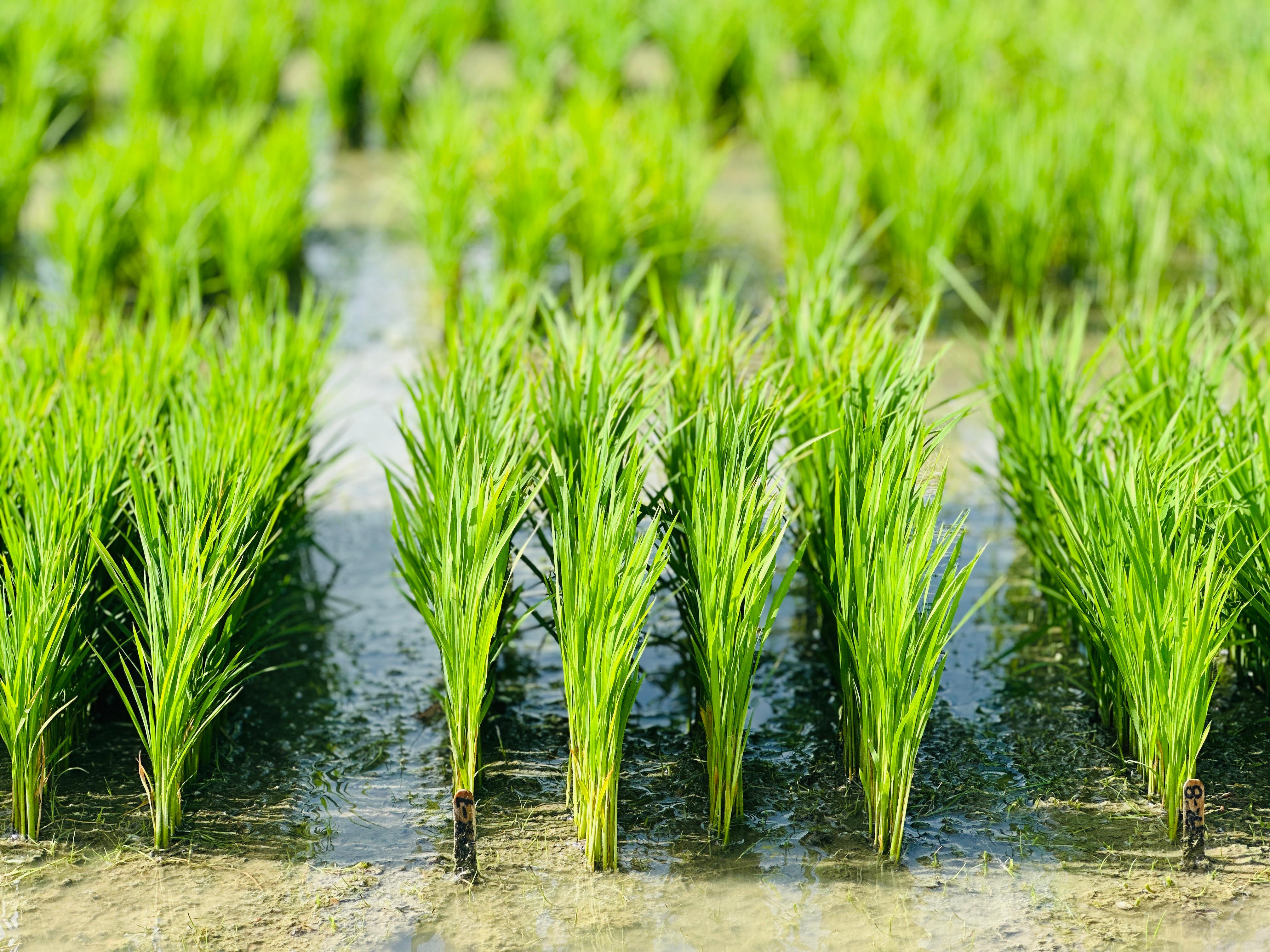 Paddy seedlings in water